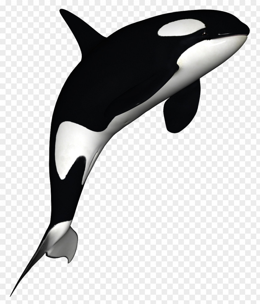 Killer Whale Download Dolphin Black And White PNG