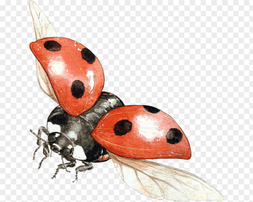 Ladybug Image Death Text Translation Dutch Condolences PNG