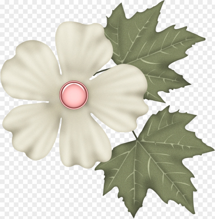 Leaf Petal Cut Flowers Flowering Plant PNG