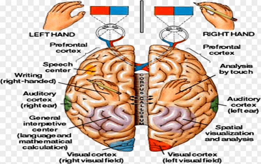 Left And Right Brain Human Central Nervous System Physiology Anatomy PNG