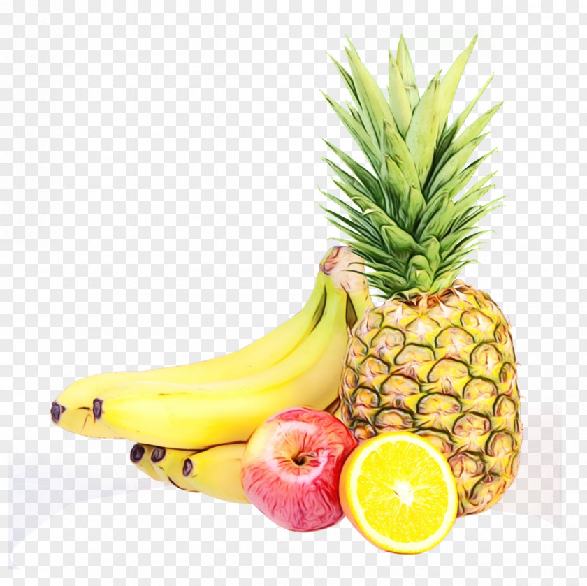 Poales Banana Family PNG