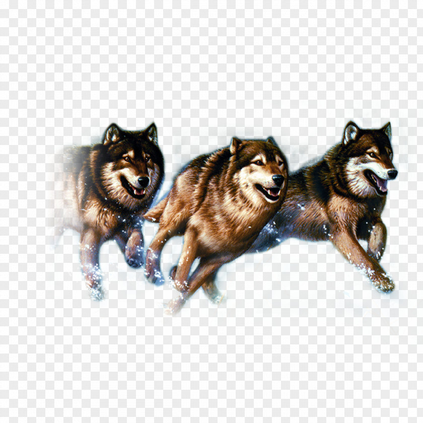 Wolf Free Download Pictures Gray Advertising PNG
