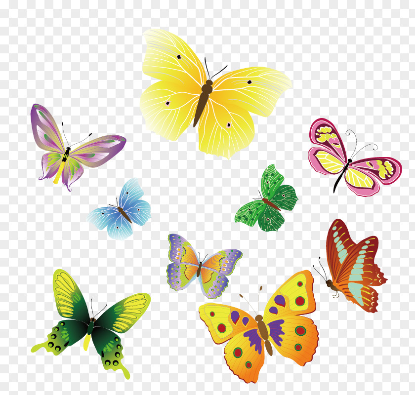 Colorful Butterfly Vector Material Insect Euclidean Clip Art PNG