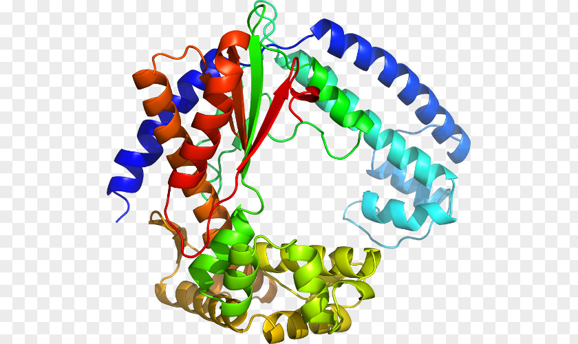 Dna Polymerase Iii Holoenzyme Body Jewellery Clip Art PNG