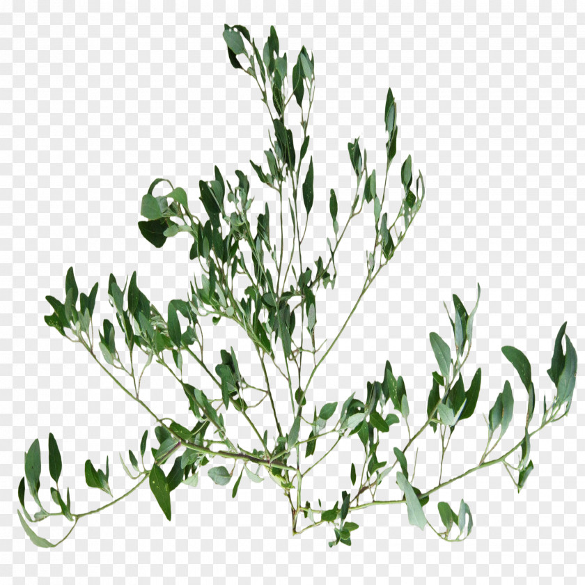 Grass Roots Twig Herbalism Plant Stem Leaf PNG