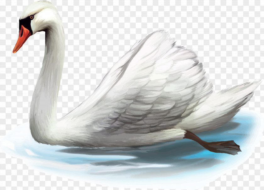 Goose Mute Swan Duck Stock Photography PNG