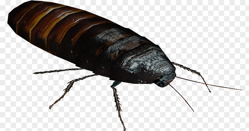 House Fly Oriental Cockroach Creative Background PNG