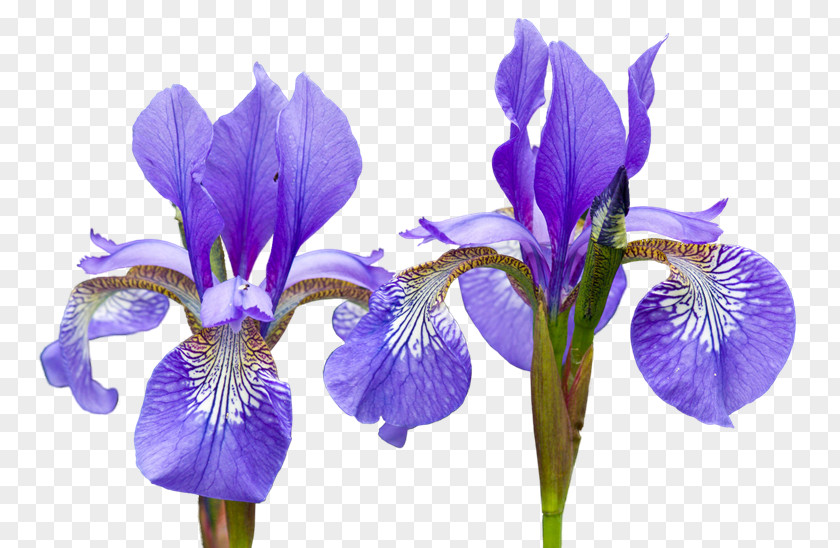 Iris Northern Blue Flag Irises Flower Orris Root PNG