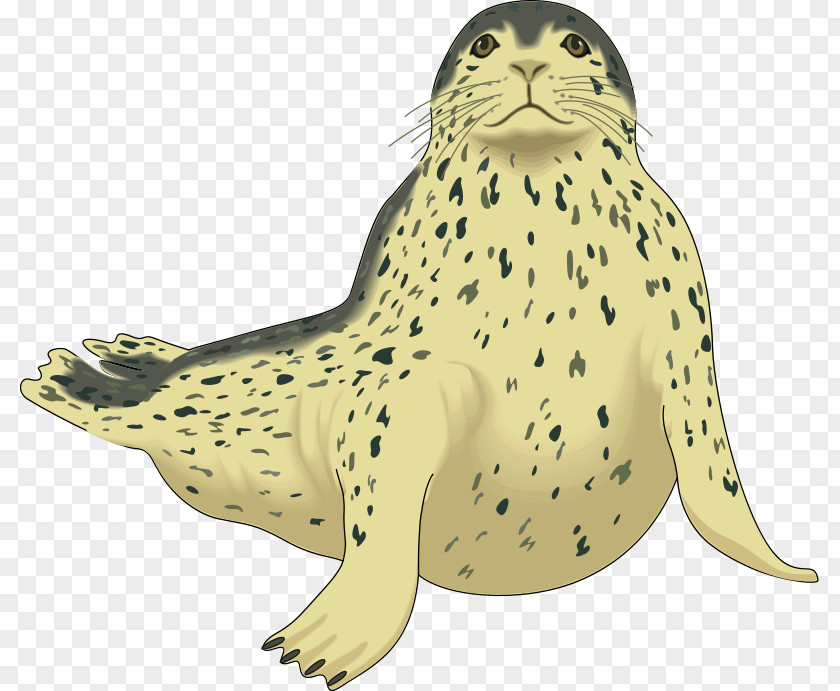 Pink Seal Cliparts Harp Pinniped Harbor Clip Art PNG