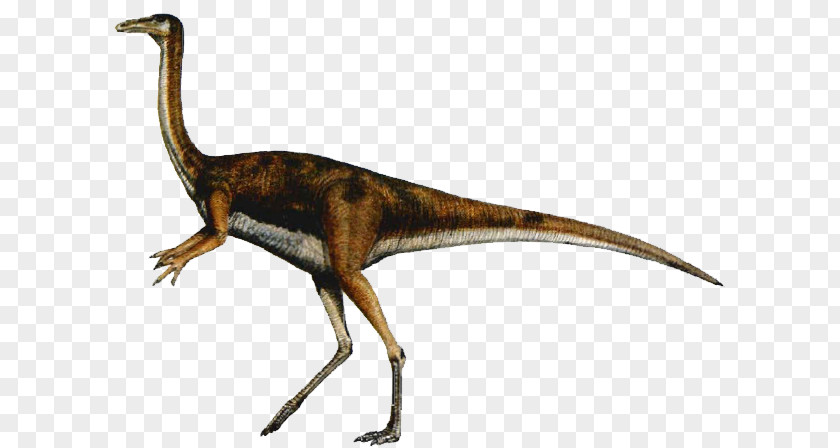 Dinosaur Velociraptor Gallimimus Carnivores: Hunter Tyrannosaurus Ornithomimus PNG