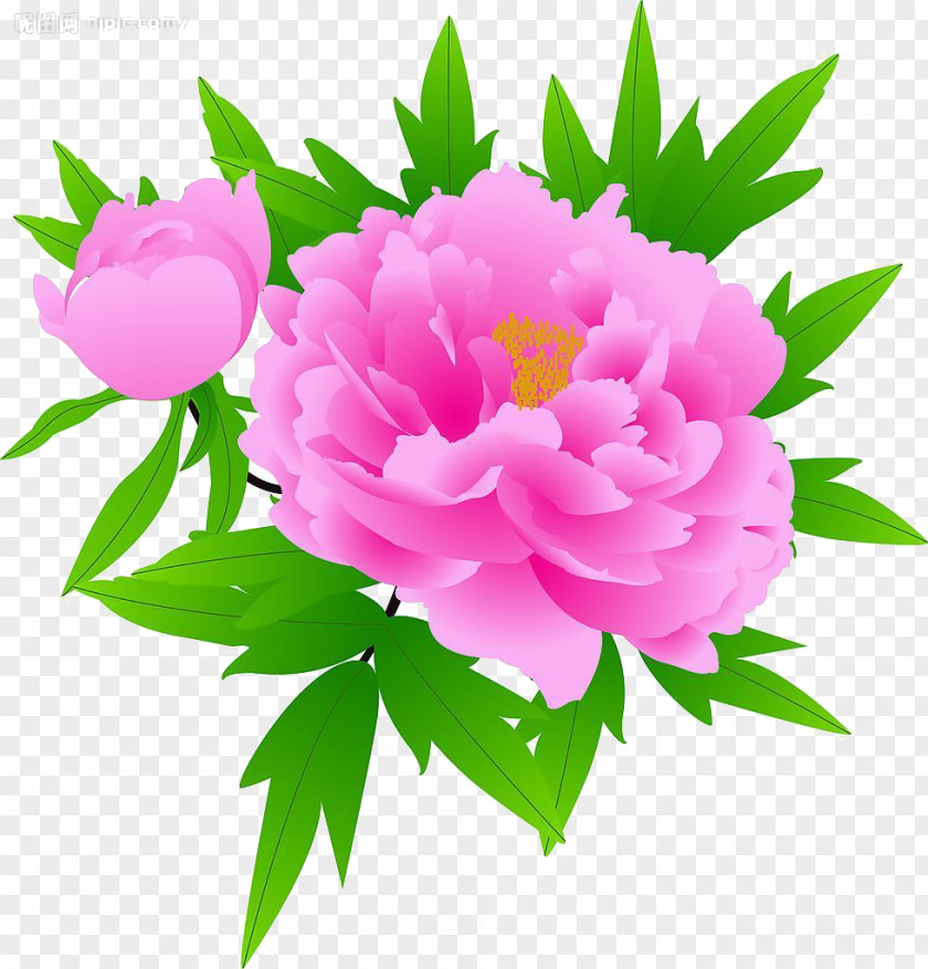 Peony Moutan Heze PNG