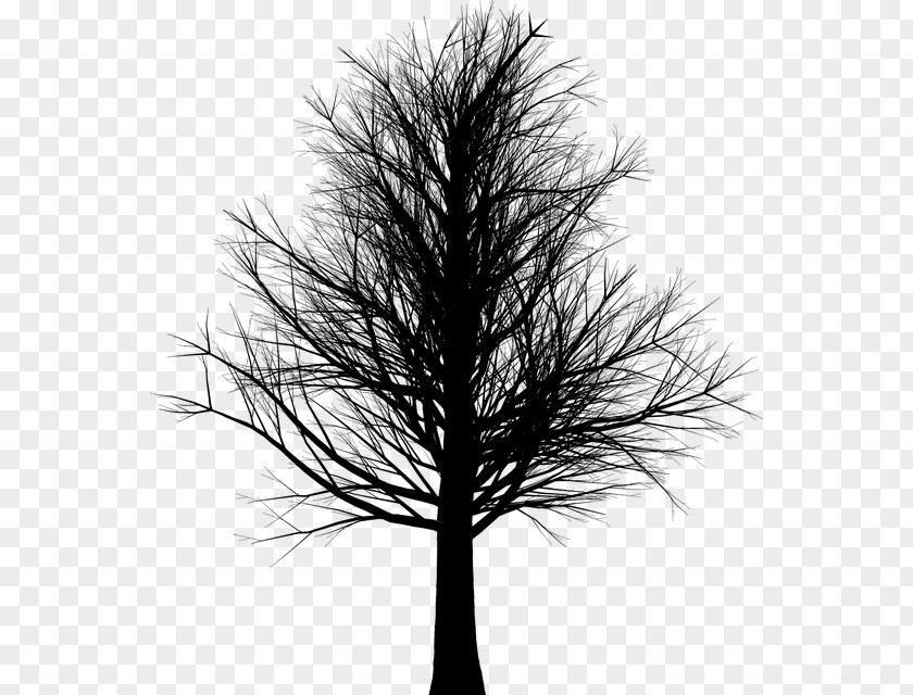 Tree Branch Trunk Clip Art PNG