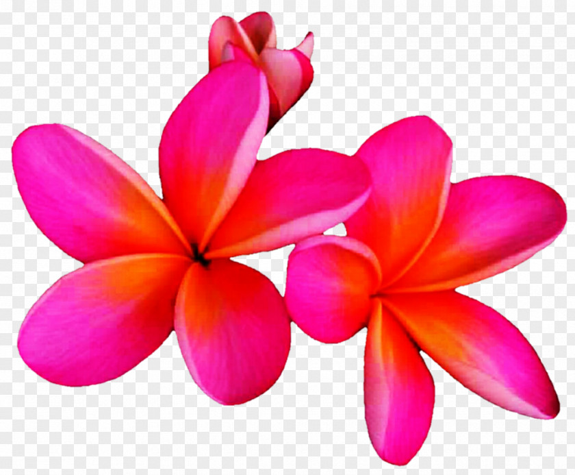 Tropical Plumeria Rubra Flower Plant PNG