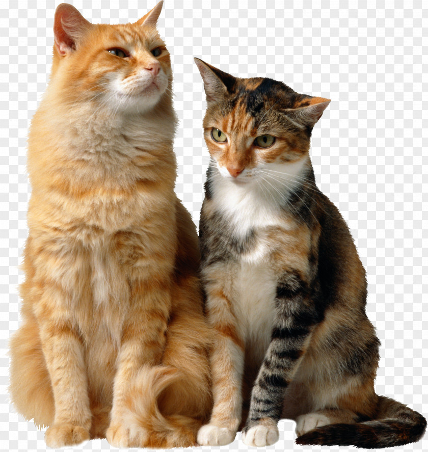 Cats PNG clipart PNG