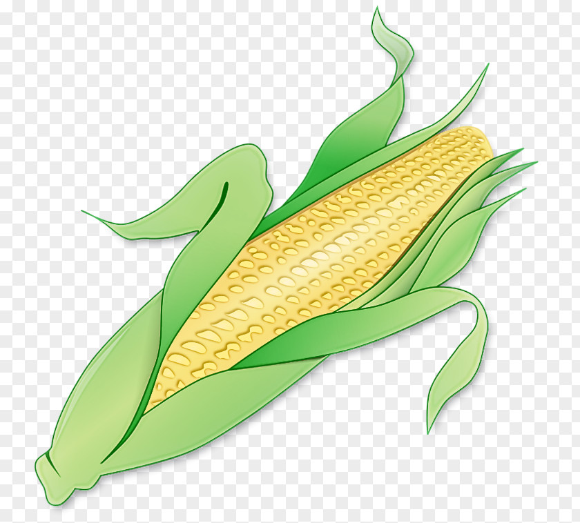 Corn On The Cob Sweet Leaf Plant PNG