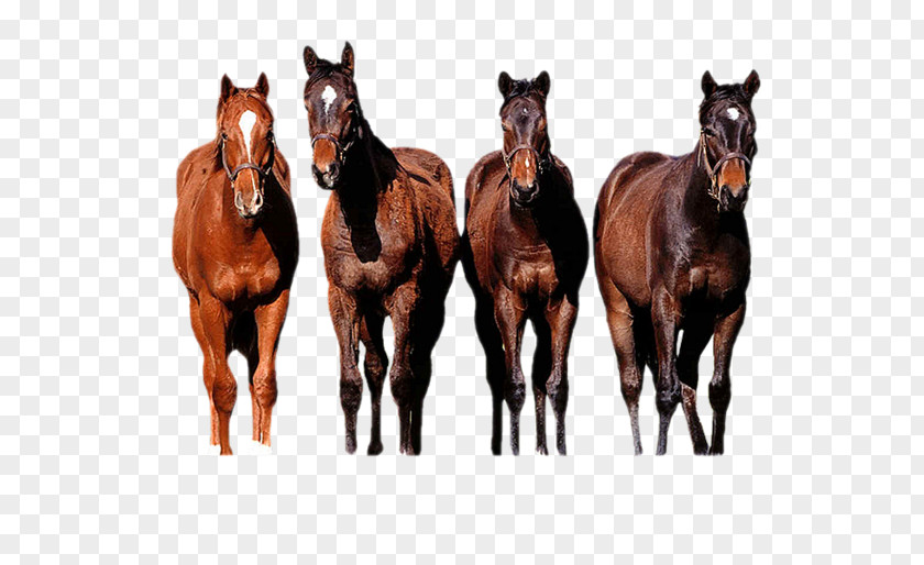 Thoroughbred Horses Arabian Horse Gallop Appaloosa PNG