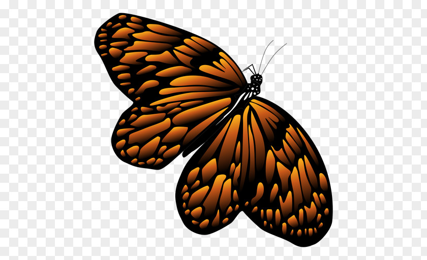 Butterfly Monarch Stock Illustration Drawing PNG