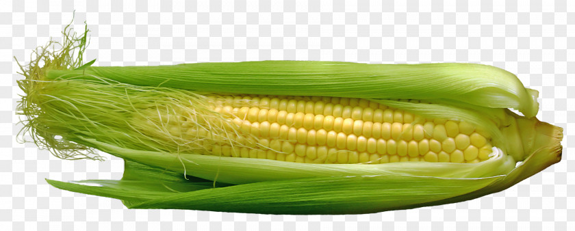 Corn On The Cob Maize Vegetable Food PNG
