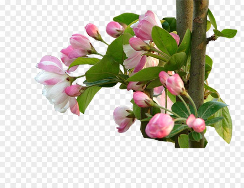 Lily Lilium Floral Design Cut Flowers PNG