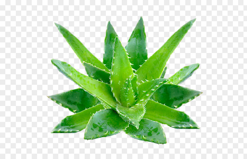 Alo Vera Aloe Emodin Gel Skin PNG