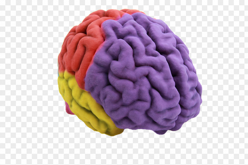 Brain Human 3D Printing Anatomy PNG