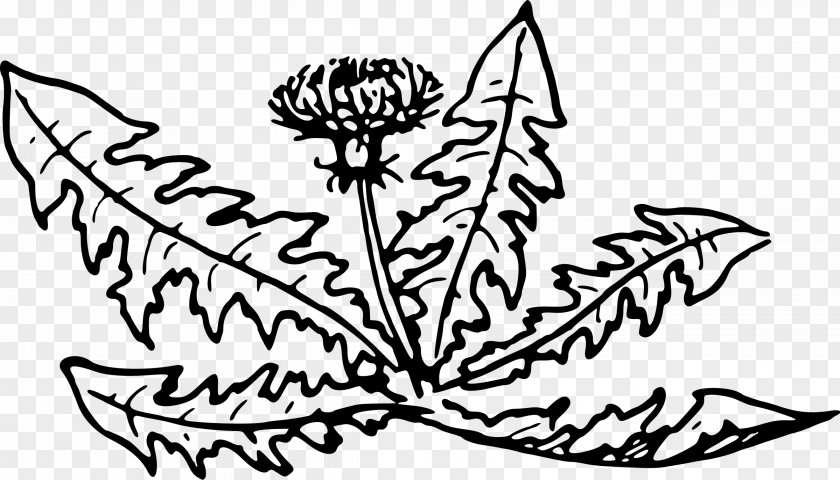 Dandelion Line Art Plant Flower Clip PNG