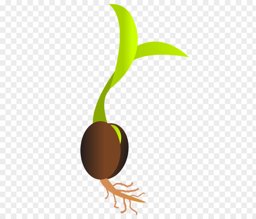 Germination Seed Sowing Sprouting Clip Art PNG