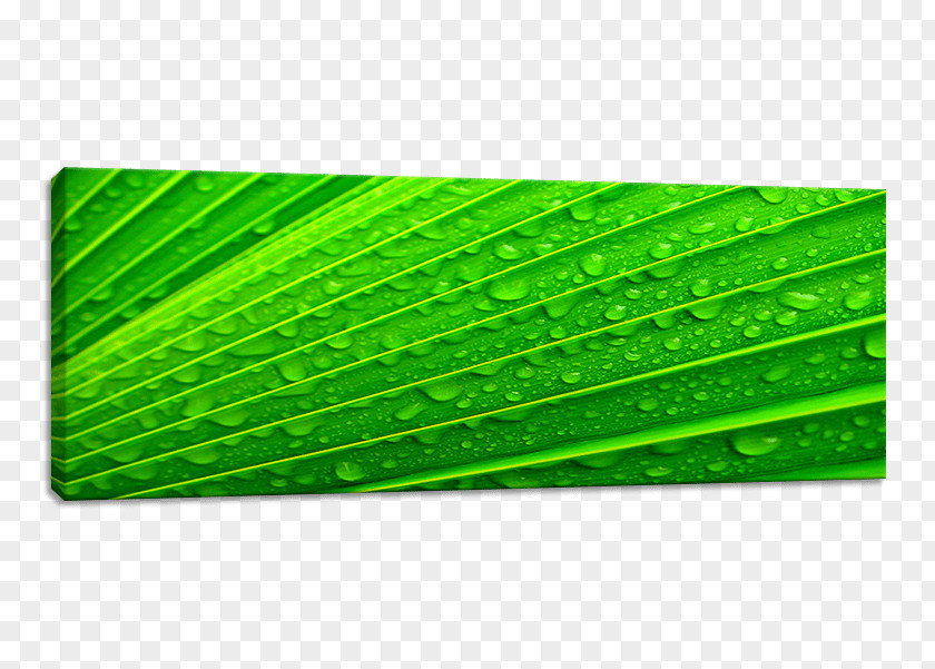 Green Abstract Plant Leaf Rectangle PNG