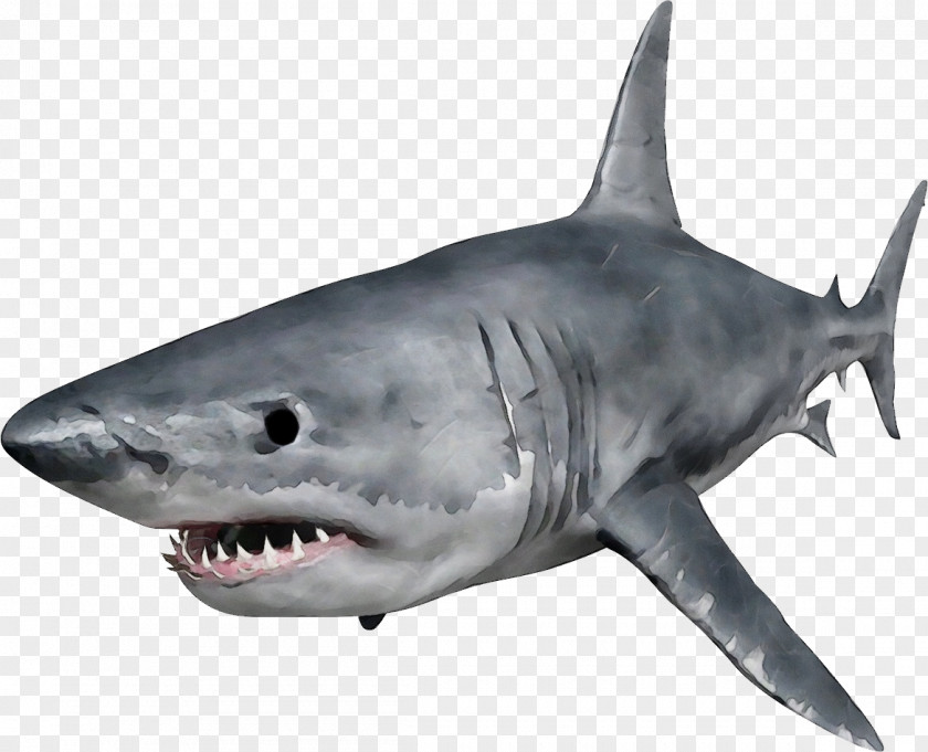 Inflatable Jaw Great White Shark Background PNG