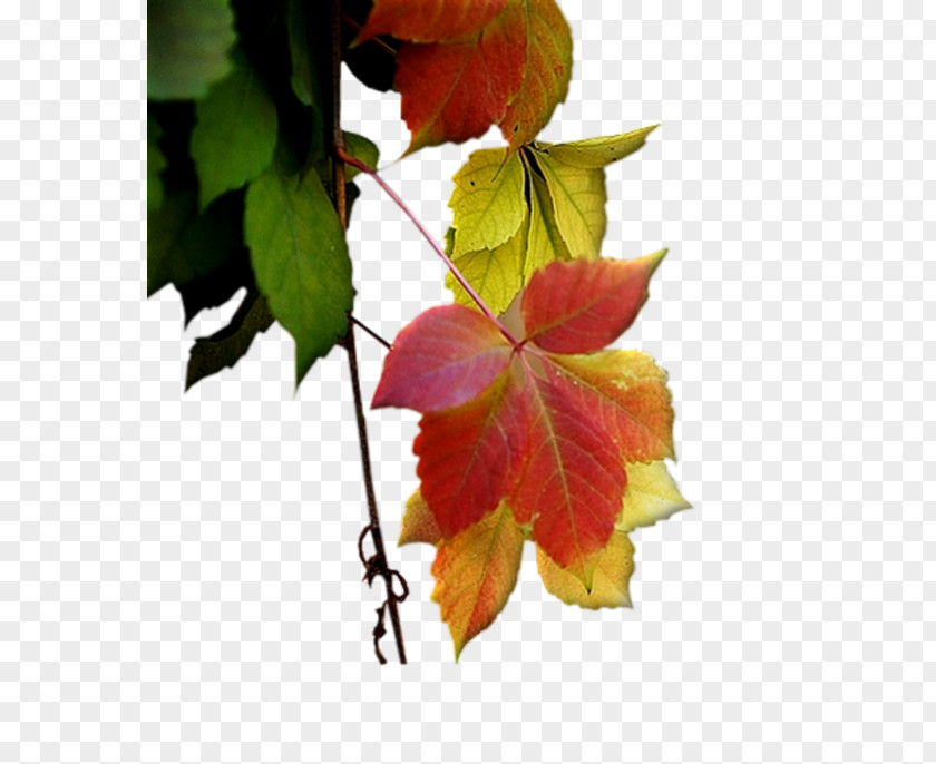 Leaf Autumn Petal Deciduous PNG