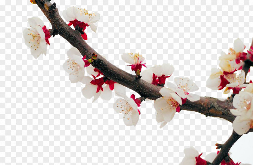 White Apricot Blossom Cherry Plum Flower PNG