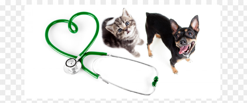 Cat Pomeranian Veterinarian Pet Stock Photography PNG