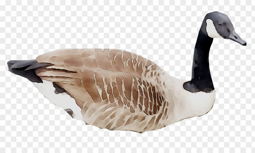 Goose Duck Fauna Feather Beak PNG