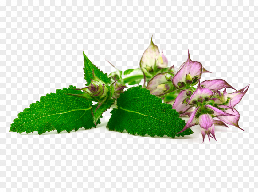 Impatiens Perilla Clary Common Sage West Indian Lantana Essential Oil Herb PNG