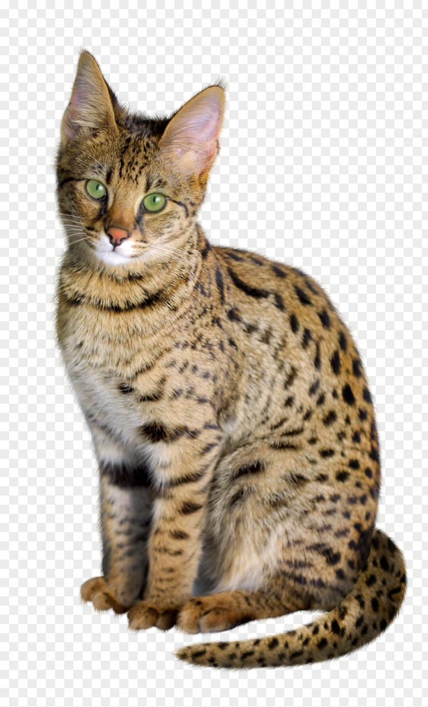 Kitten Savannah Cat Bengal Chausie Exotic Shorthair PNG