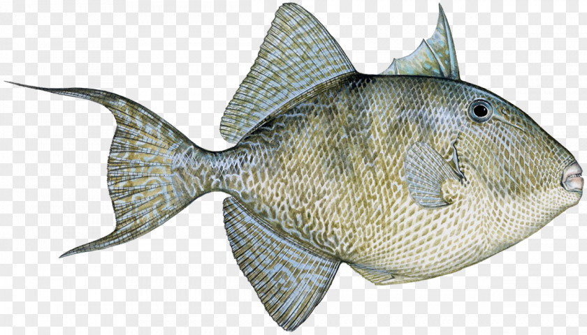 Tilapia Clown Triggerfish Grey Queen PNG