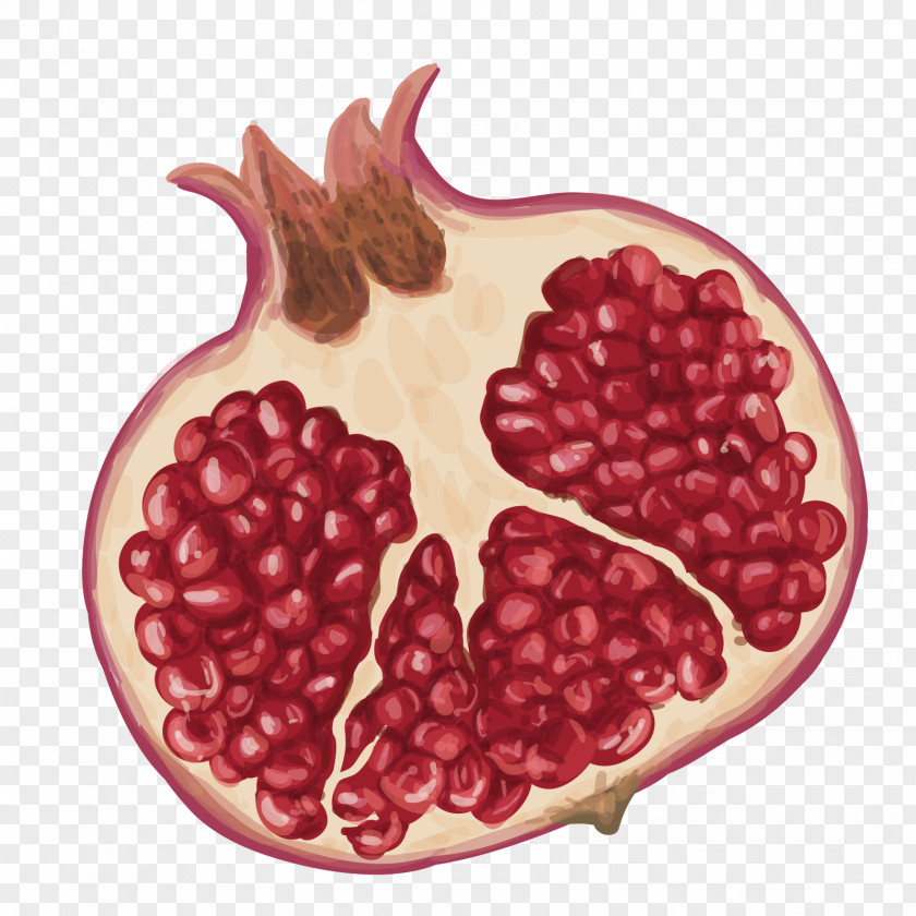 Vector Pomegranate Inside Drawing Fruit Illustration PNG