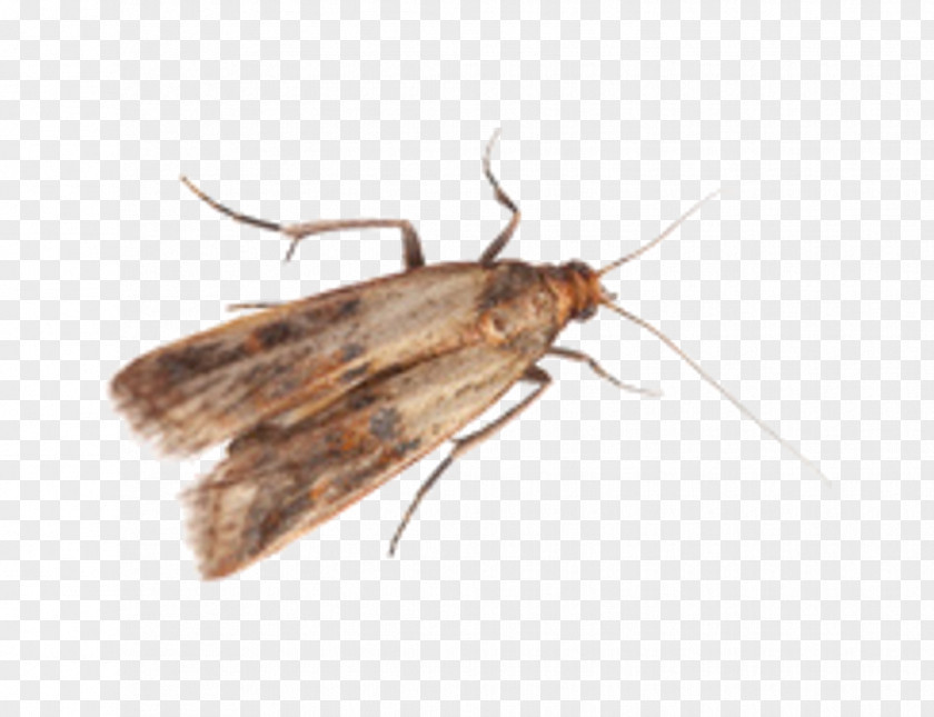 Cockroach Brown House Moth Lebensmittelmotte Indianmeal Pest Mediterranean Flour PNG