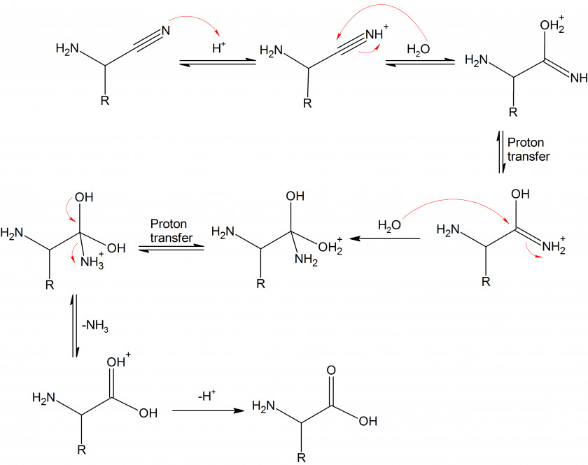 Hydrolysis Strecker Amino Acid Synthesis Dehydration Reaction Chemical PNG