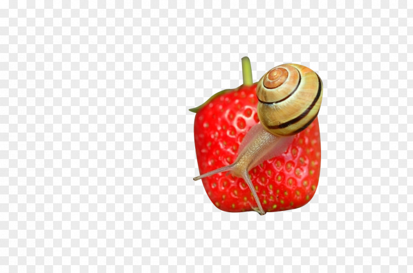 Strawberry Snail Microscope Icon PNG