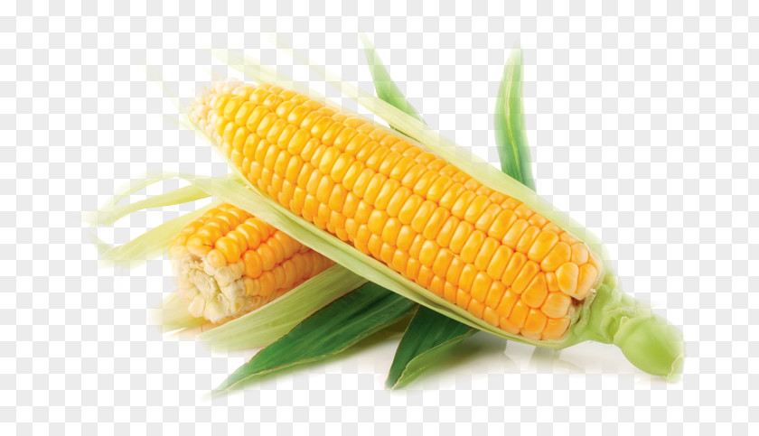 Vegetable Corn On The Cob Sweet Maize Kernel PNG