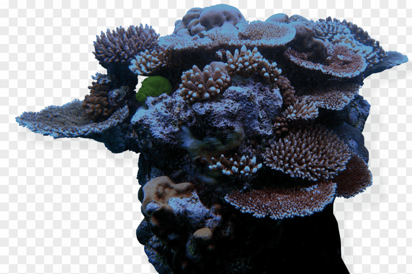 Coral Great Barrier Reef John Pennekamp State Park Caribbean PNG