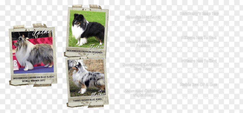 Dog Breed Advertising Brand PNG