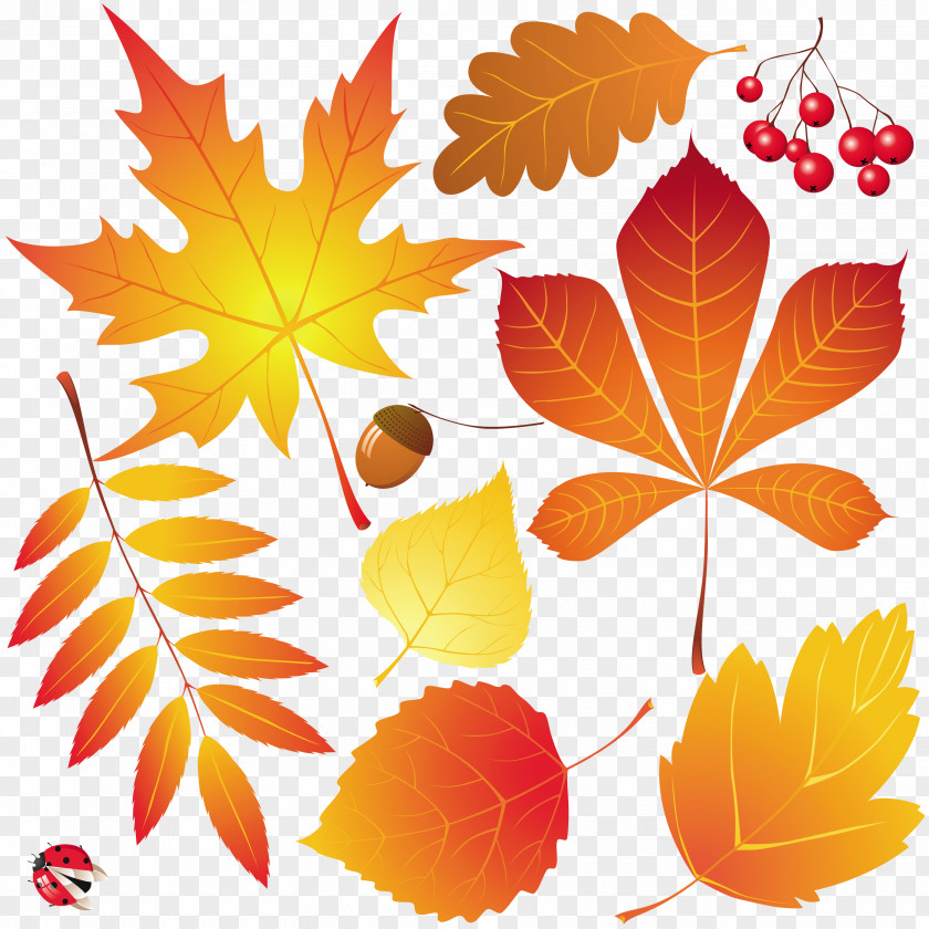 Autumn Leaves Drawing PNG
