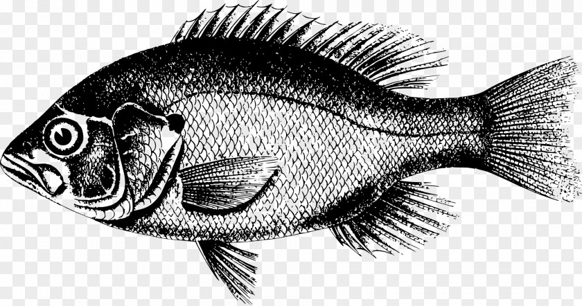 Fish T-shirt Animal European Perch Clip Art PNG