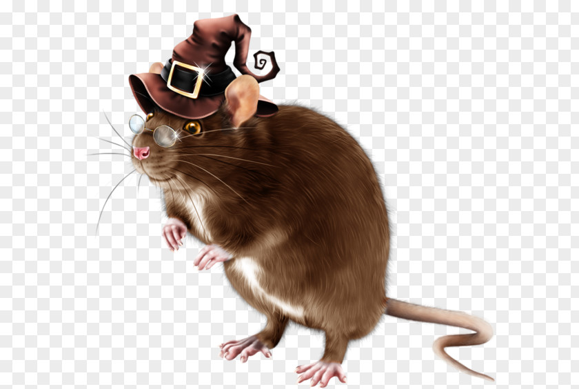 Mouse Computer Rat Gerbil Rodent PNG