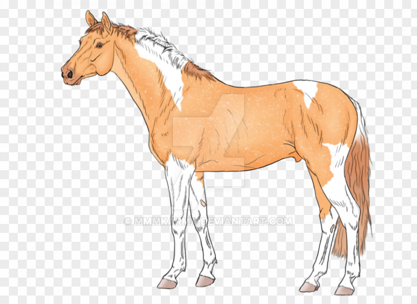 Mustang Foal Rein Stallion Mare Colt PNG