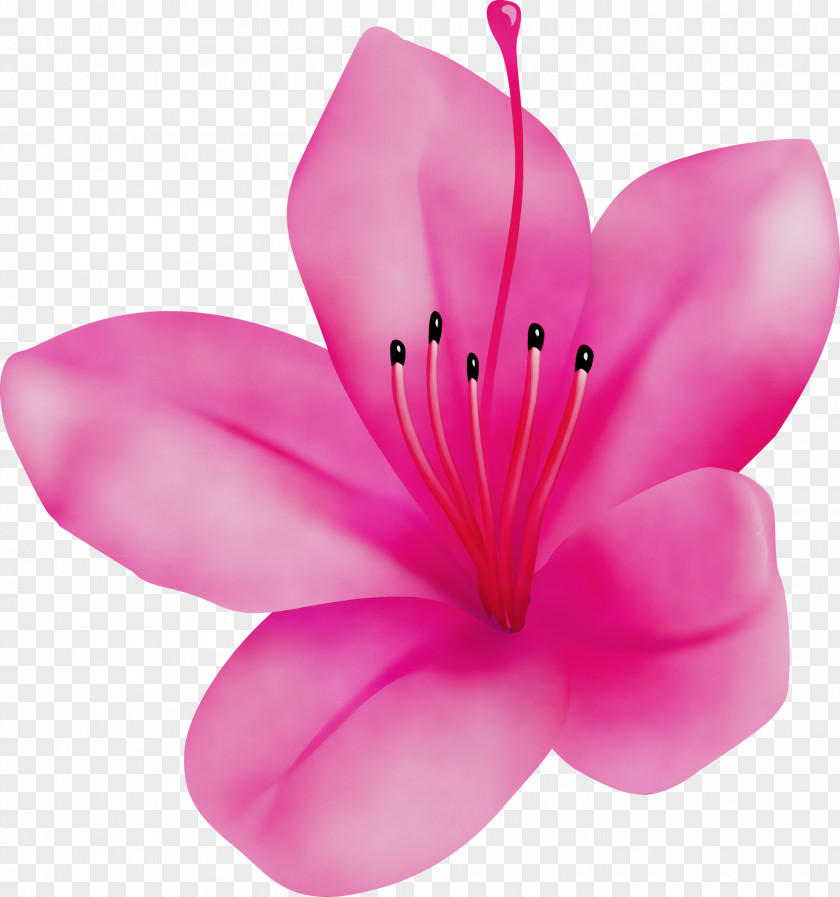 Petal Pink Flower Plant Herbaceous PNG