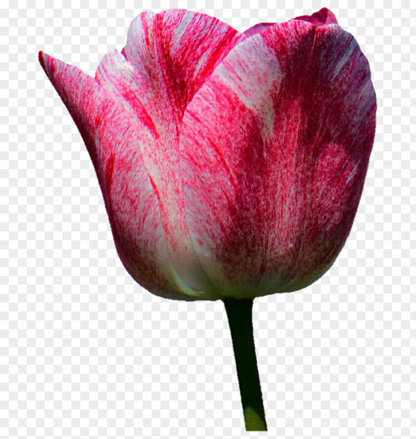 Pink Tulip Flower Plant Stem Petal PNG