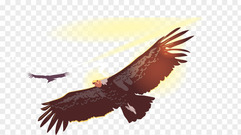 Vector Domineering Eagle Bird Flight Owl Condor PNG
